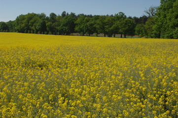 Obraz premium Frühling und Baumblüte im Odenwald Rapsblüte