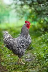 Motley rooster on a background of green plants.