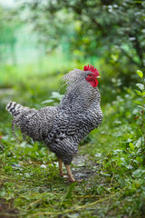 Motley rooster in an aggressive pose against the background of green plants.