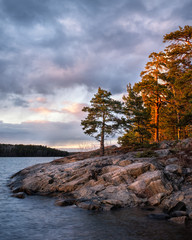 Evening light on pine trees in Stockholm archipelago nature landscape in Sweden