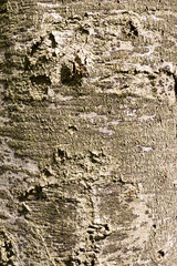Écorce d'arbre