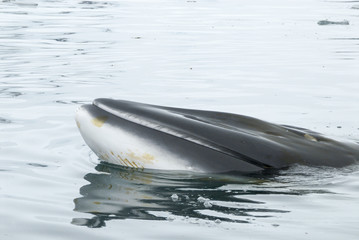 Fototapeta premium A minke whale in Antarctic Peninsula