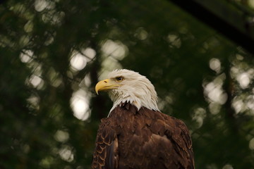 Adler