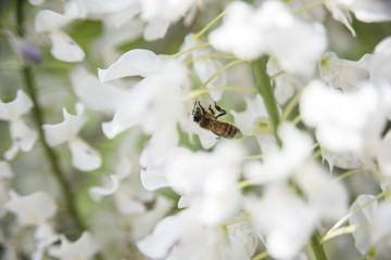 Wisteria Nutt - Glicine