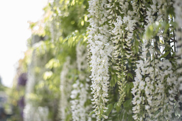 Wisteria Nutt - Glicine