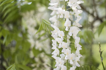 Wisteria Nutt - Glicine