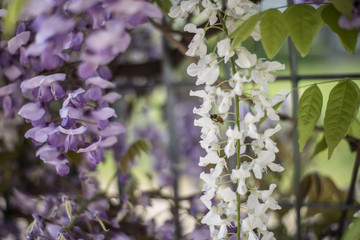 Wisteria Nutt - Glicine