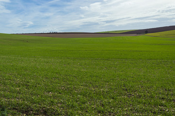 Campo di grano, Murgia, Puglia
