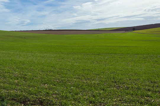 Campo di grano, Murgia, Puglia
