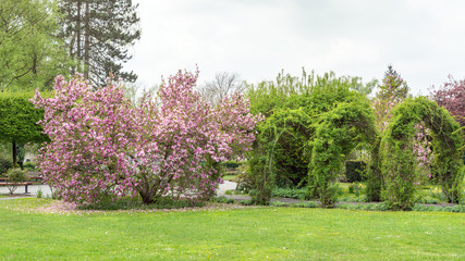 Blühende Magnolie im Park