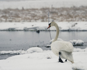 Swan walking