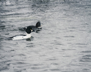 common goldeneye