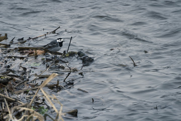 wagtail at the water