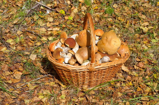 Wicker basket with mushrooms in forest