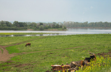  cow grazing in a meadow, in the background the river