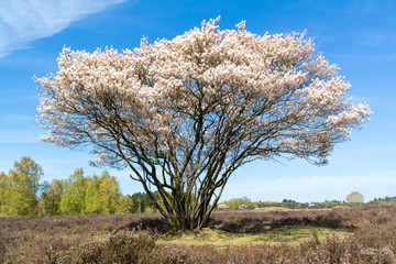 Blooming Amelanchier lamarkii tree with white flowers in spring, heathland near Hilversum,...