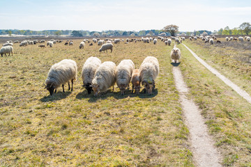 Flock of sheep grazing on heathland near Hilversum, Netherlands