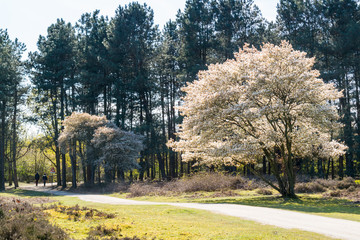 Fototapeta premium Blooming serviceberry or Amelanchier lamarkii trees and footpath, heathlands, Netherlands