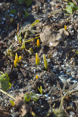 shoots of the snowdrops are coming up in the first days of spring.