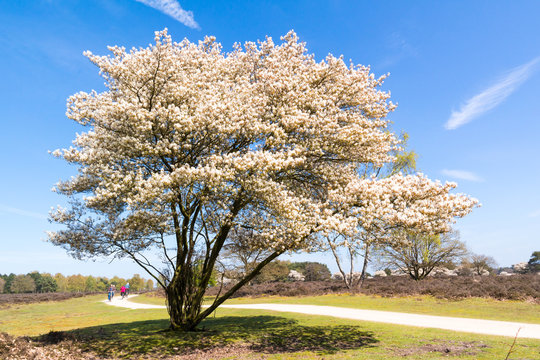 Heathland with blooming Amelanchier lamarkii tree and bicyclists on cycle path, Hilversum, Netherlands