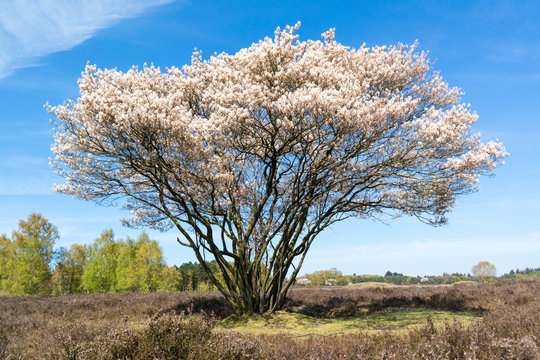Fototapeta Blooming Amelanchier lamarkii tree with white flowers in spring, heathland near Hilversum, Netherlands