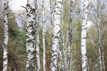 Trunks of birch trees in forest / birches in sunlight in spring / birch trees in bright sunshine / birch trees with white bark / beautiful landscape with white birches