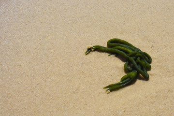 seaweed on the sand