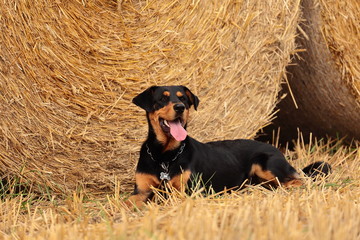 Hund/Mischling