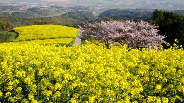 白木峰高原・菜の花と桜