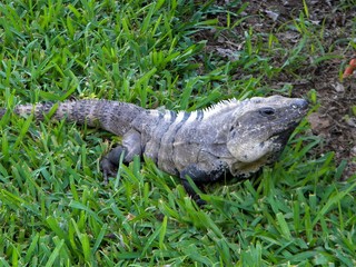 Iguana Playa del Carmen