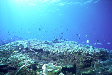 珊瑚と熱帯魚