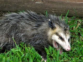 Opossum