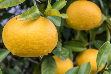 Citrus fruits growing on a tree, close-up view