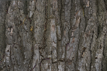Texture of a tree's bark