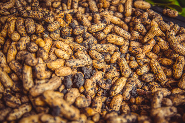 Dry peanuts in shells, closeup. Kuala Lumpur, Malaysia