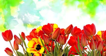 Beautiful tulips.nature.spring.easter