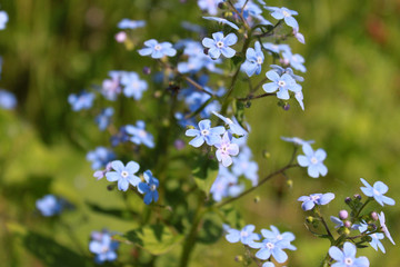 Blue flowers of forget-me-not on green background, horizontal view.