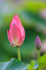 lotus bud