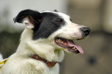 White dog with black spots on the nature.