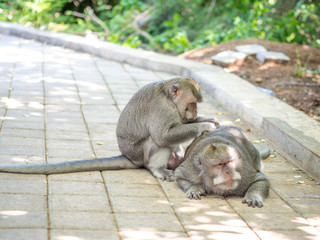 Cute Fat Long Tailed Macaque Monkey in Uluwatu, Bali, Indonesia