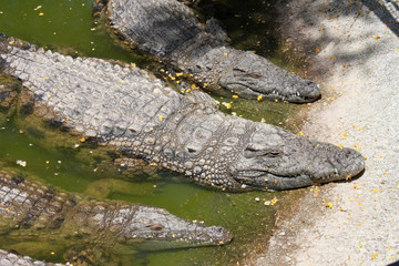 Obraz premium Three crocodiles in green water, horizontal view.