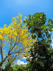 Tabebuia Chrysantha or blooming yellow flower tree and green round leaves tree with blue sky background