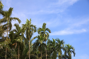 Fototapeta na wymiar Betel palm in blue sky.