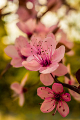 Fototapeta na wymiar Spring, blossoming flowers