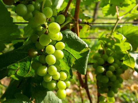Bunch of green color white grapes fruit in bright vineyard