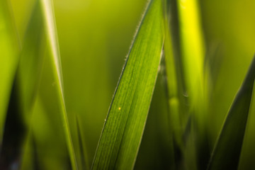 Fototapeta na wymiar Green background, macro picture of grass