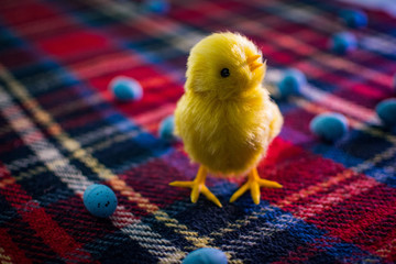 Easter Chick on Tartan