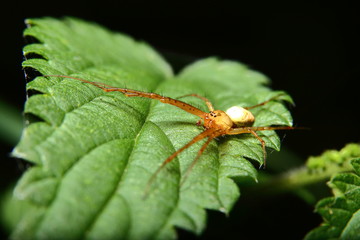 Spinne