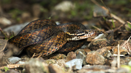 Beautiful snake on ground with the tongue, Mountain keelback (Amphiesma cf.khasiense)