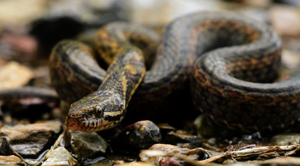 Beautiful snake on ground, Mountain keelback (Amphiesma cf.khasiense)